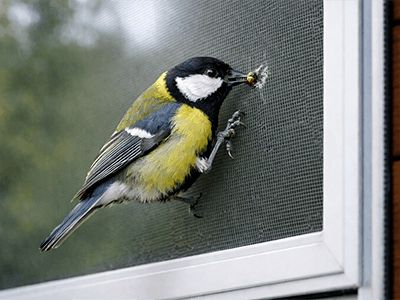 Синицы выклёвывают москитную сетку — что делать и как защитить